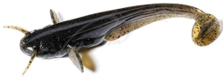 Силикон FishUp Catfish 2" (10шт) #043 - Watermelon Brown Black