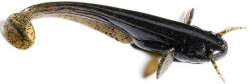 Силикон FishUp Catfish 3" (8шт) #043 - Watermelon Brown Black