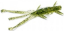 Силікон FishUp Shrimp 3.6" (7шт) #042 - Watermelon Seed