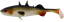 Силикон Westin Stanley the Stickleback Shadtail 7.5cm 4g Lively Roach 1шт