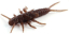 Силикон FishUp Stonefly 0.75" (12шт) #012 - Chaos
