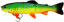 Воблер Westin Tommy the Trout 25cm 160g (SS) Crazy Firetiger