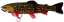 Воблер Westin Tommy the Trout 25cm 160g (SS) Arctic Char