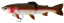 Воблер Westin Tommy the Trout 15cm 40g (LF) Rainbow Trout