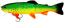 Воблер Westin Tommy the Trout 15cm 40g (LF) Crazy Firetiger